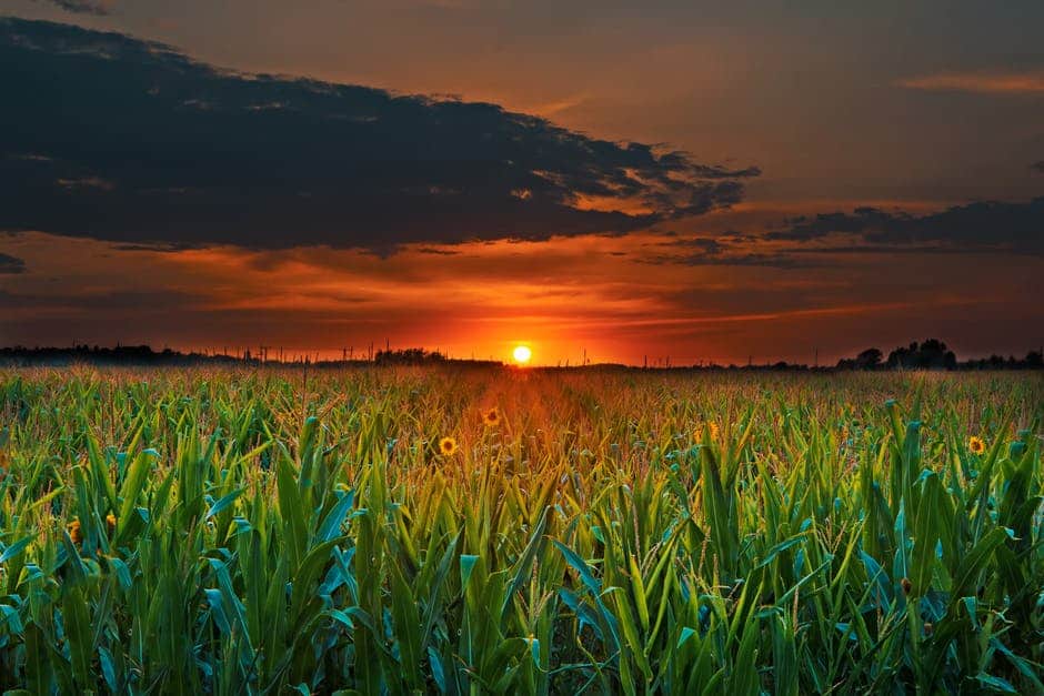 Paraguay agricultural economy